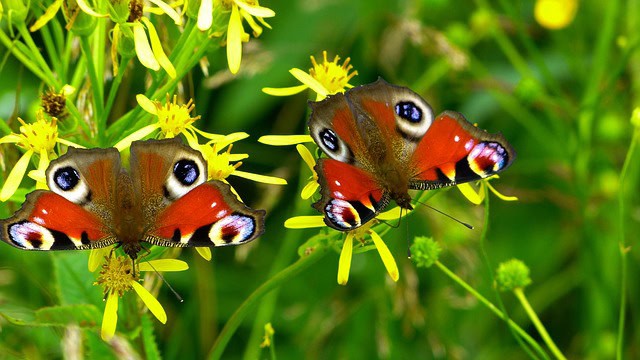 Vlinders