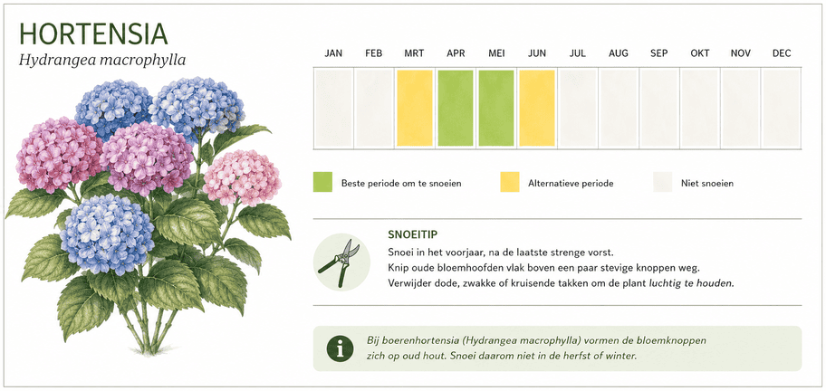 Snoeikalender voor hortensia met botanische illustratie
